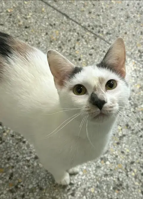 Katana