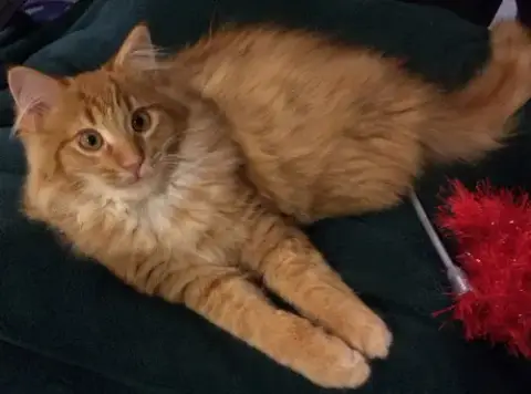 Foster Homes Needed photo 4