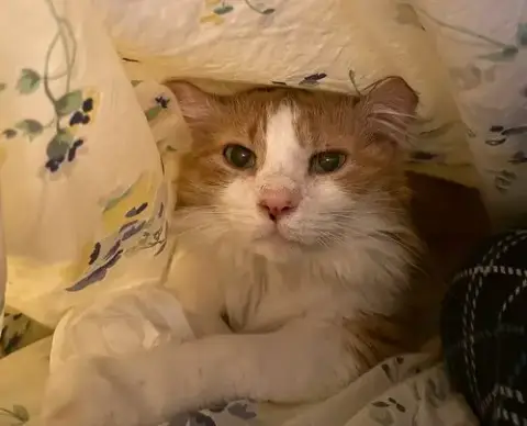 Marmalade photo 4