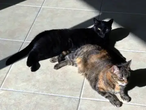 Miera And Maddox-Petsmart Plantation Foster Home