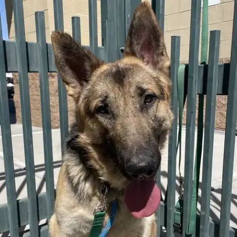 Maximus