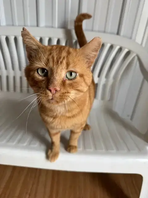 Mufasa