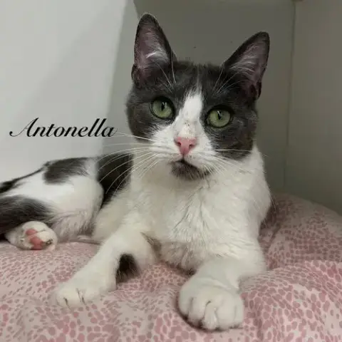 Antonella