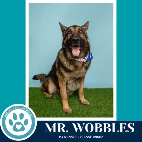Mr. Wobbles 042526 photo 4
