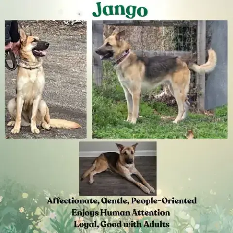 Jango