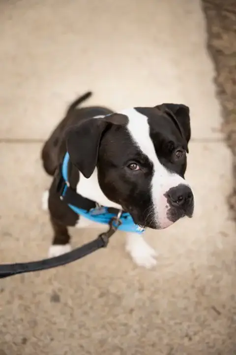 Percy photo 4