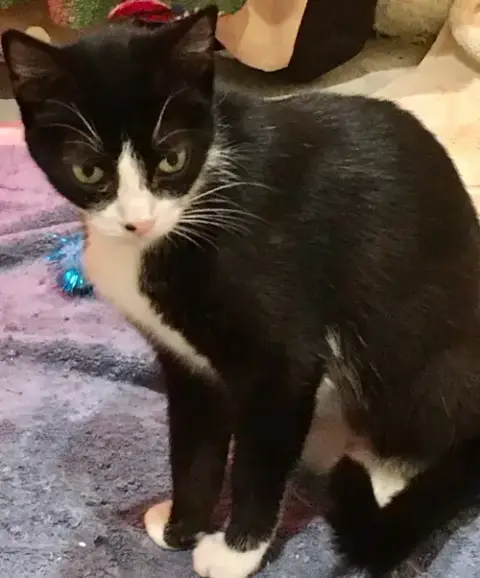 Nala photo 2