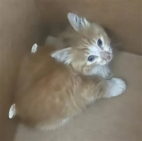Sugar