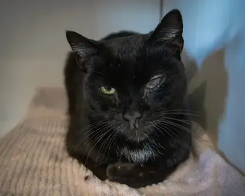 Drip: Medical Foster Requested photo 4