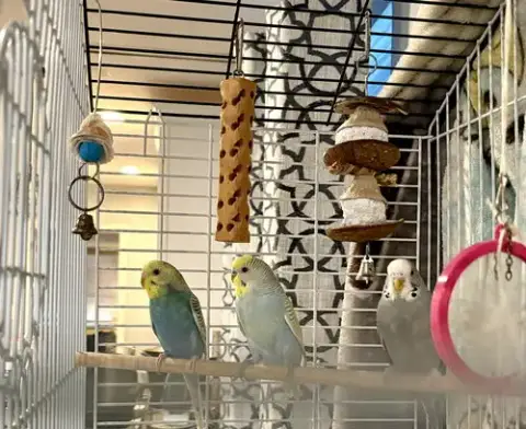 Parakeets