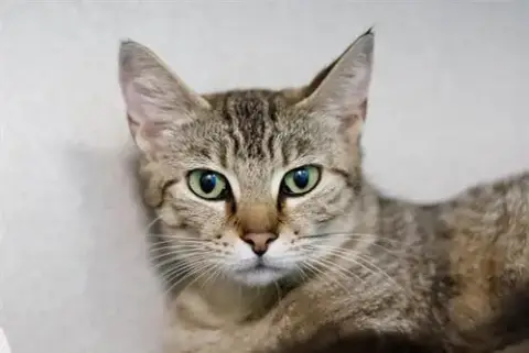 Peaches