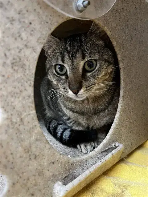 Rocky