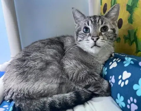 Linus