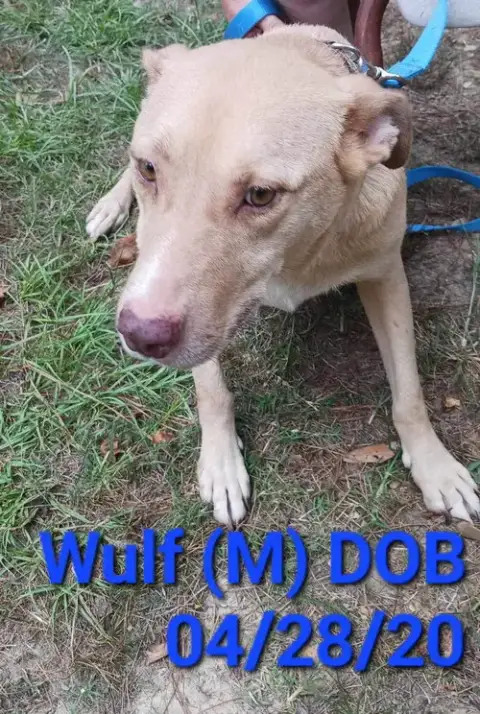 Wulf photo 2