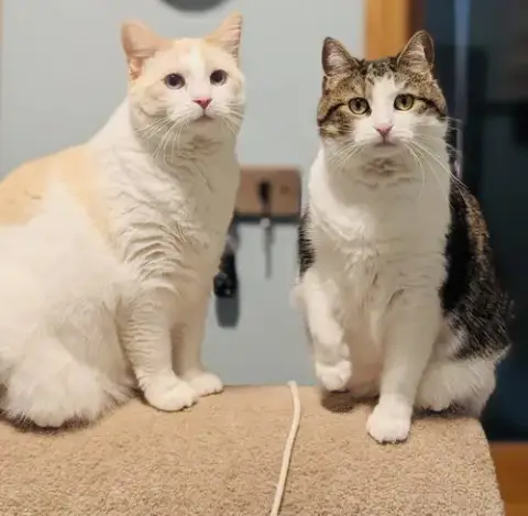Pika photo 4