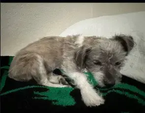Sandi photo 2