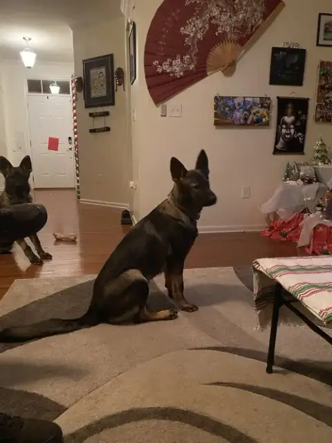 Kora