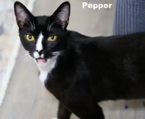 Pepper photo 3