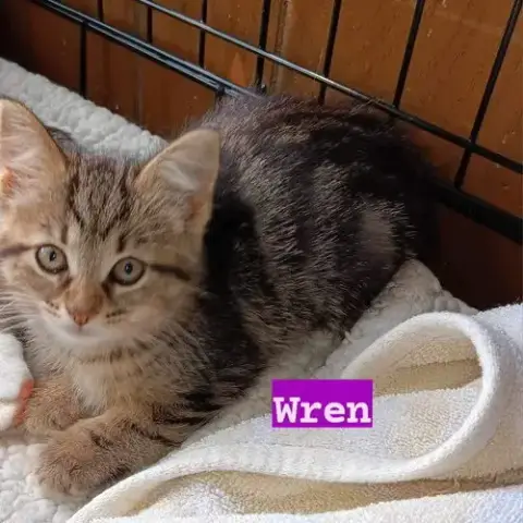 Wren photo 3