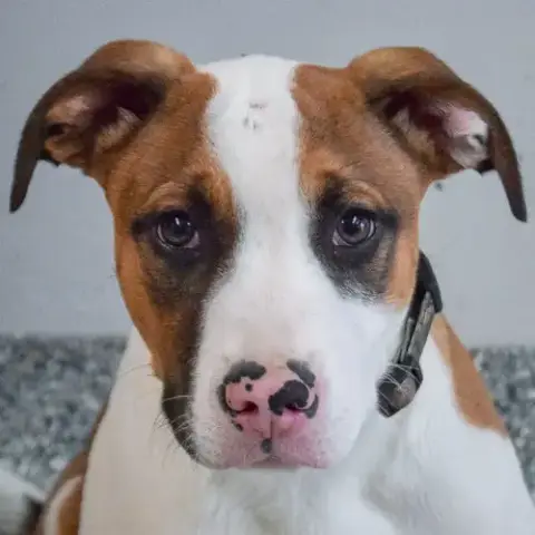 Murphy