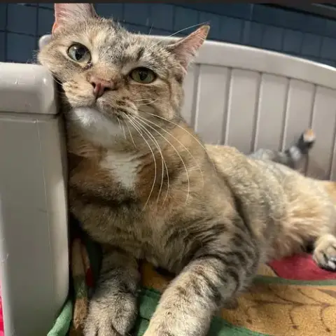 Sweetie Pie