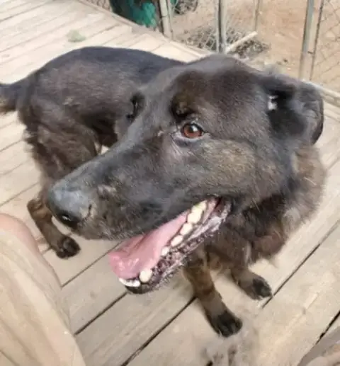 Bear