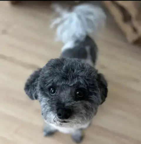 Little Buddy *Bonded* With Dude