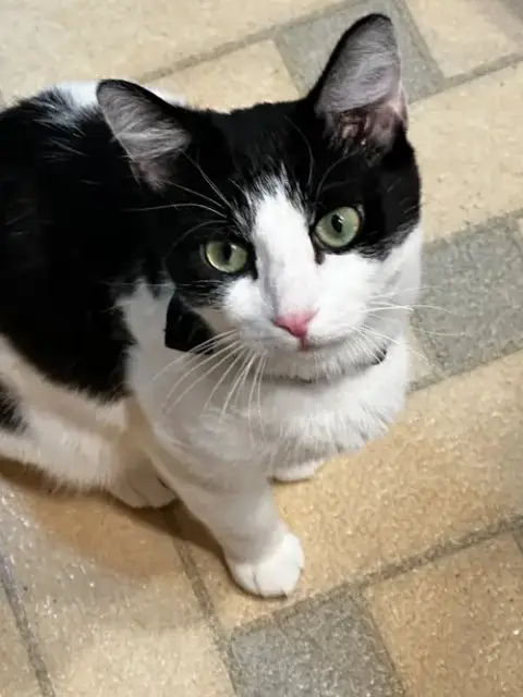 Mama Katt