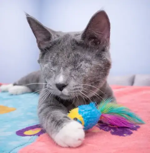 Kitten Boggle **Blind** photo 3