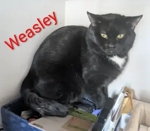 Weasley