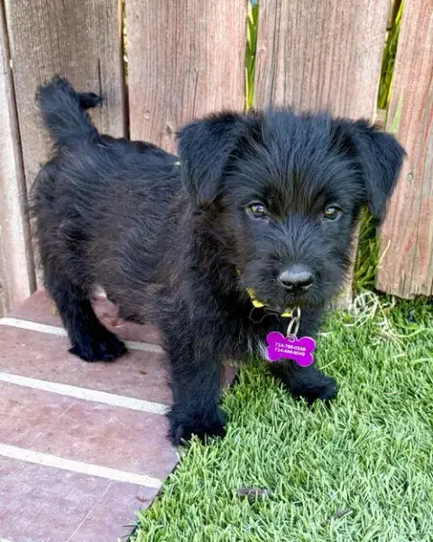 Scottie photo 2