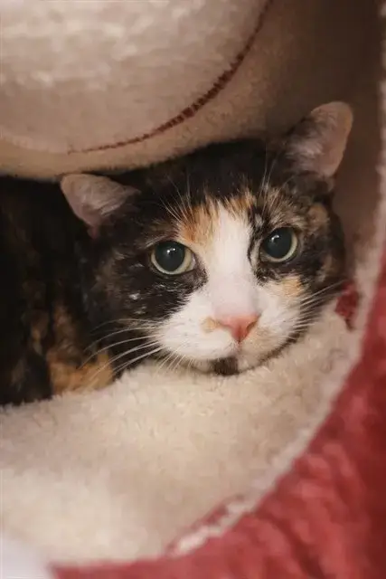 Bonita