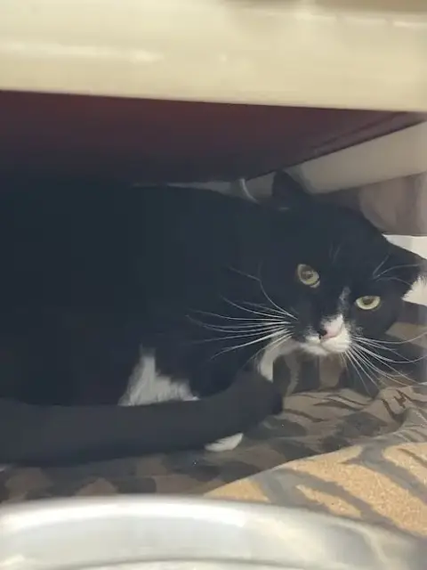 Binx