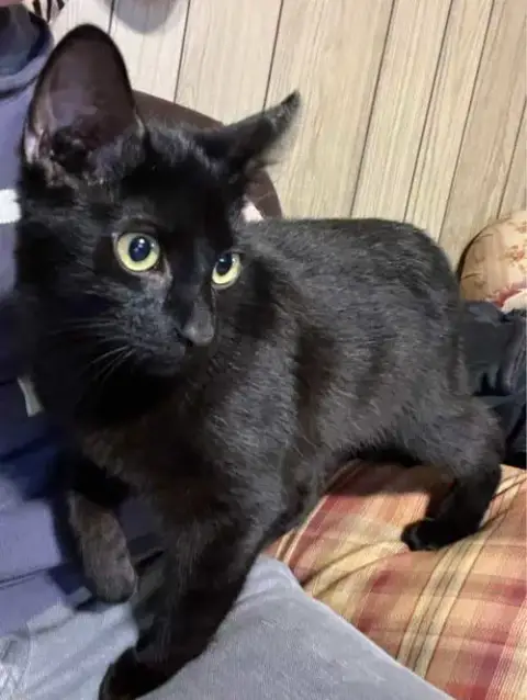 Finn