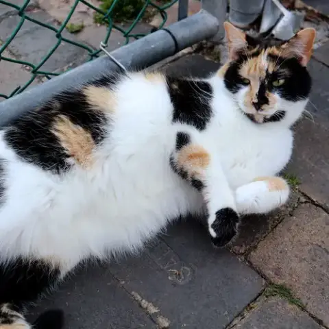 Jasmine