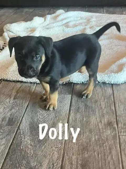 Dolly
