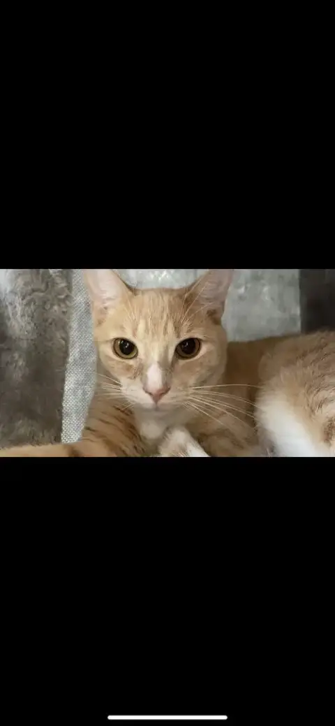 Garfield photo 5