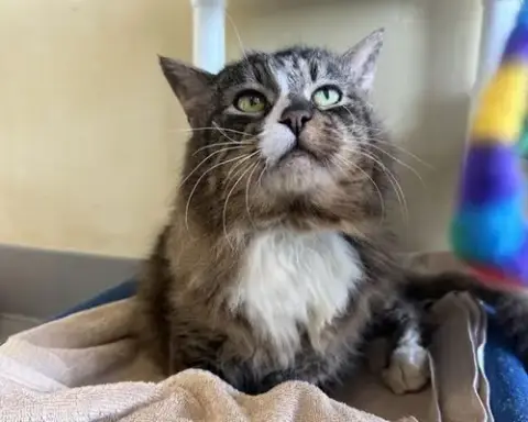 Chico