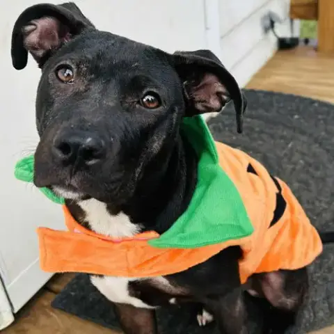 Boo photo 3