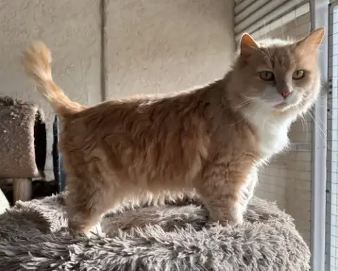 Creamsicle