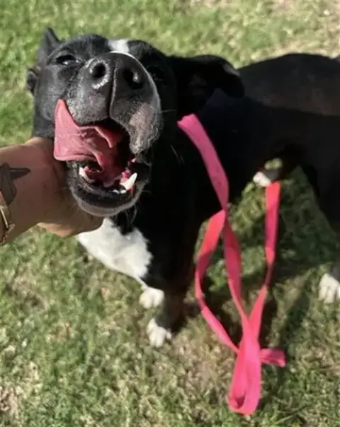 Stella