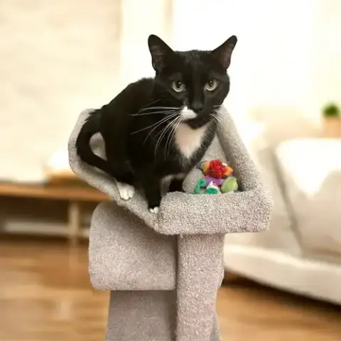 Fiji Tux photo 3
