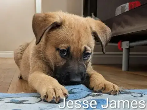 Jesse James photo 2