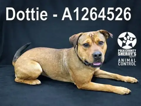 Dottie