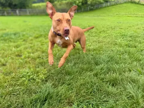 Penny photo 4