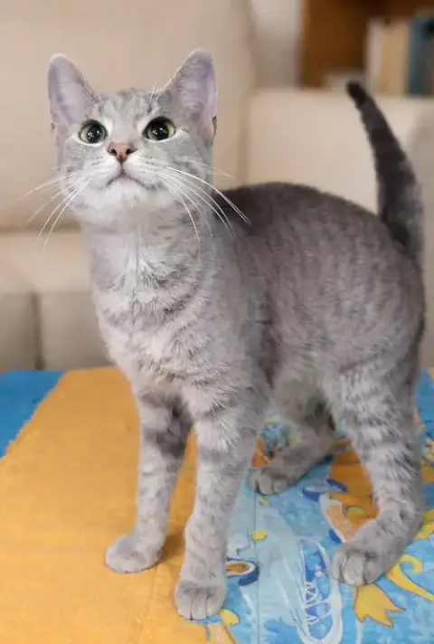 Kitten Wynn photo 2