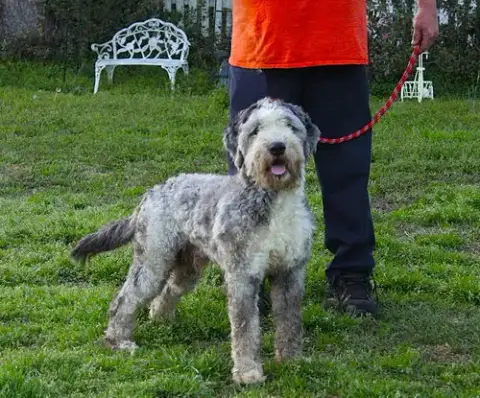 Aboo-Fully Vetted Aussie/Poodle Doodle $575