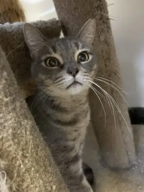 Lady