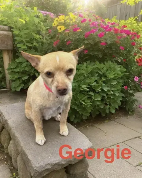 Georgie