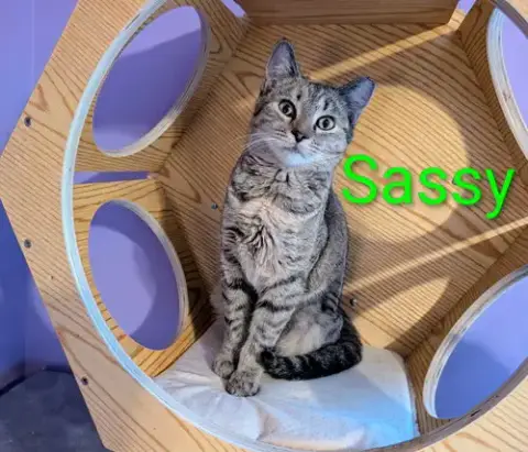 Kitten Sassy photo 2